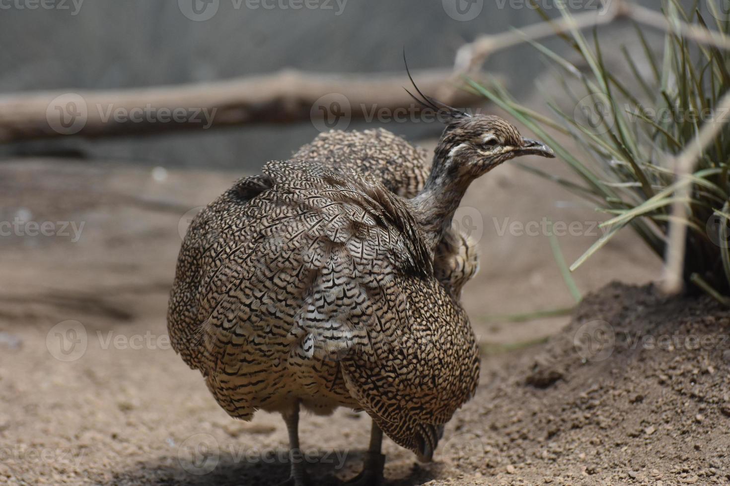 penas fofas em um elegante tinamou com crista foto