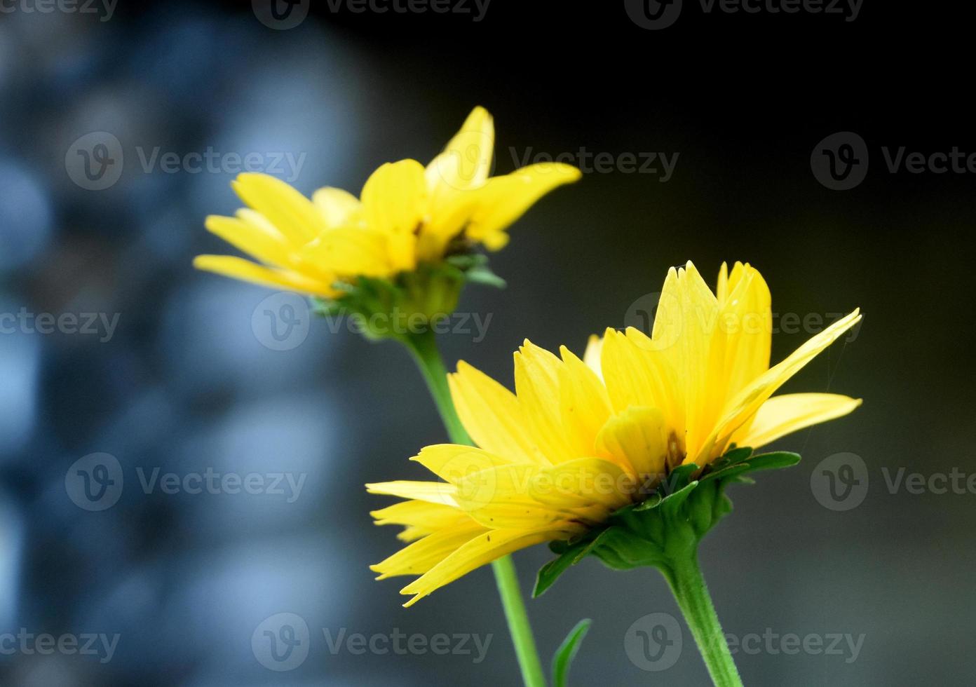 linda flor de girassol amarelo florido em um jardim foto