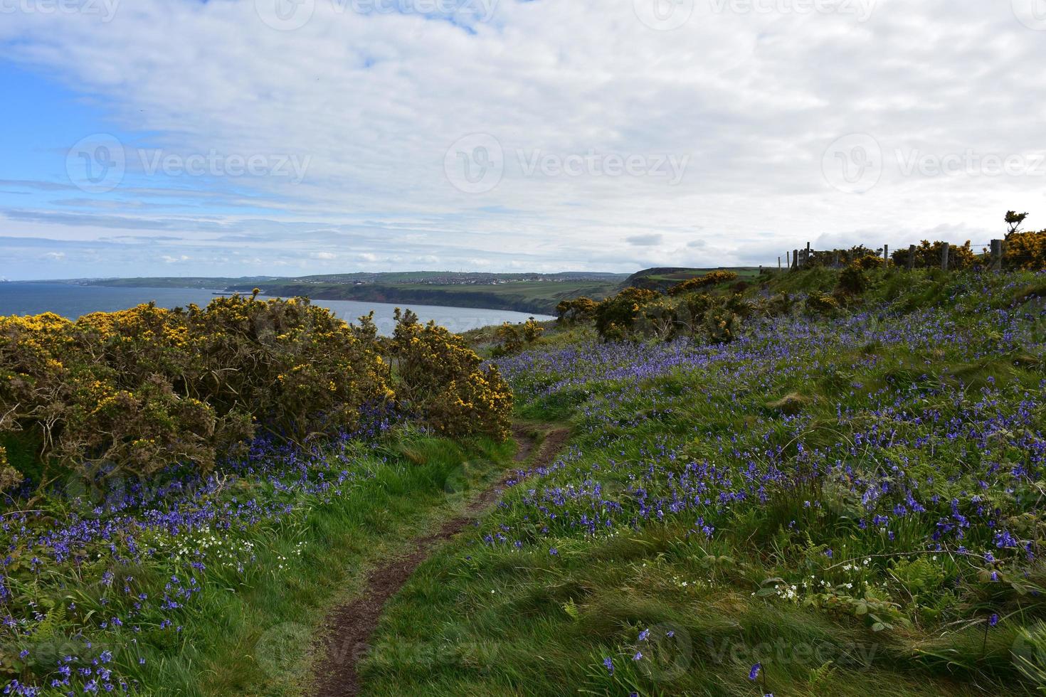 lindas flores silvestres desabrochando ao longo das falésias do mar na inglaterra foto