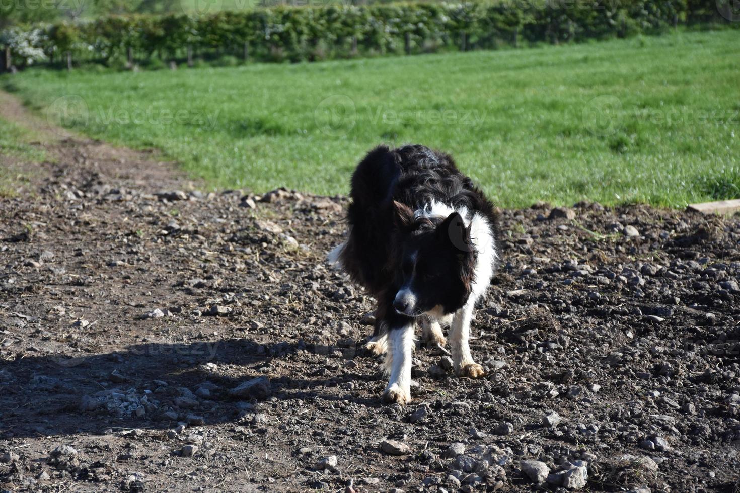 border collie esperando por instruções de pastoreio de seu mestre foto