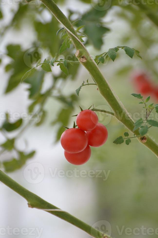 pequenos tomates cereja em uma videira foto