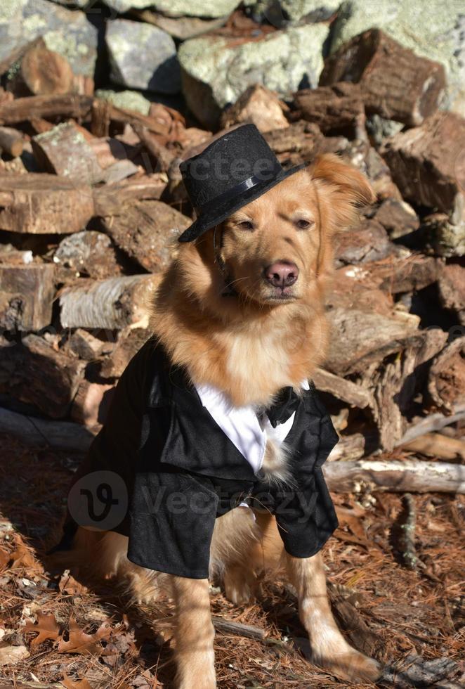 cachorro dourado vestindo um chapéu e terno foto