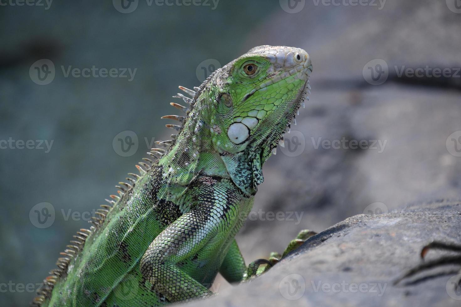 olhando no olho de uma iguana verde foto