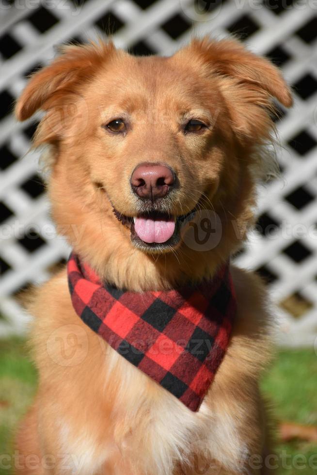 cão retriever de pato sorridente com uma bandana xadrez foto