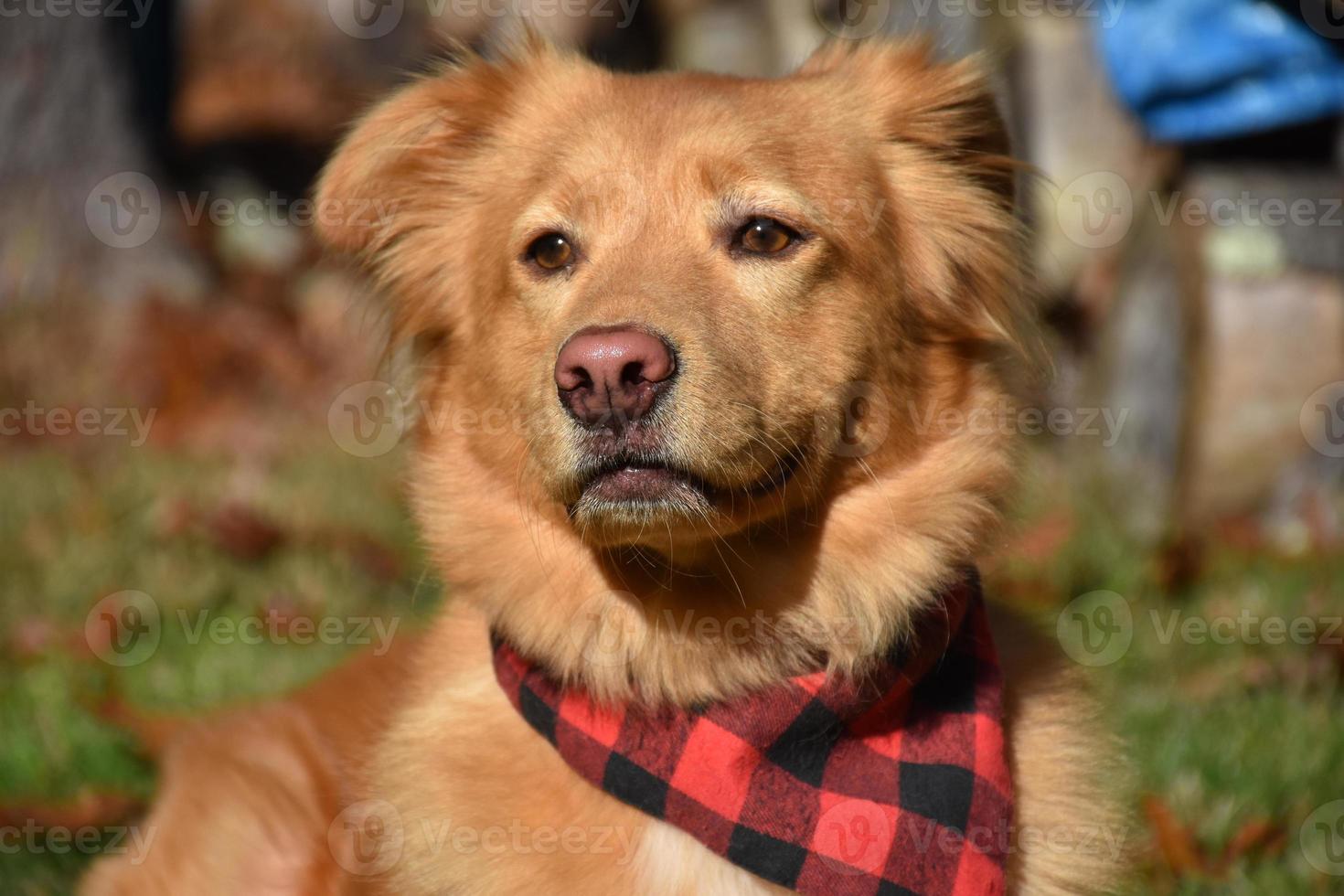 cão toller yarmouth bonito com uma bandana xadrez foto