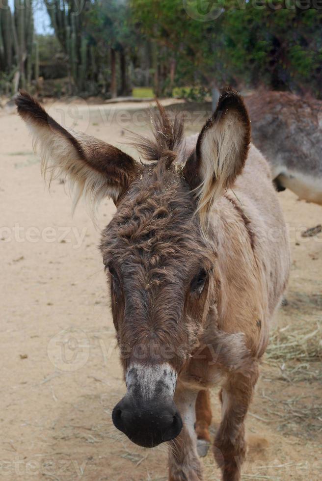 burro selvagem com orelhas muito peludas foto