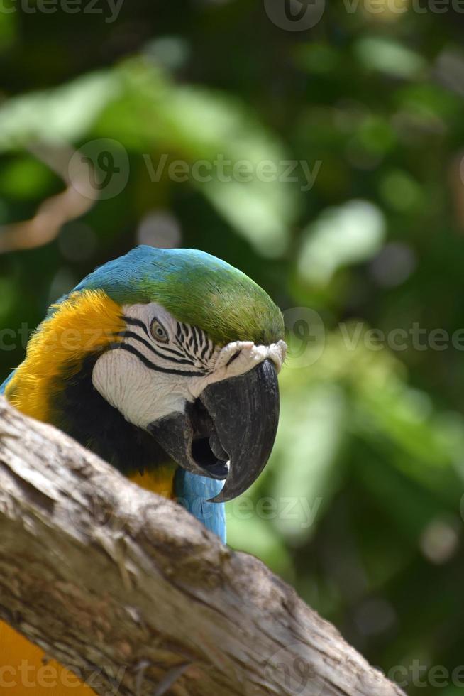 floresta tropical com uma arara azul e dourada foto