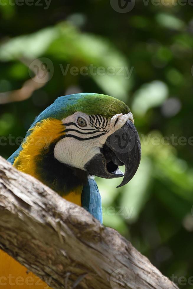 arara azul e dourada com bico adunco foto