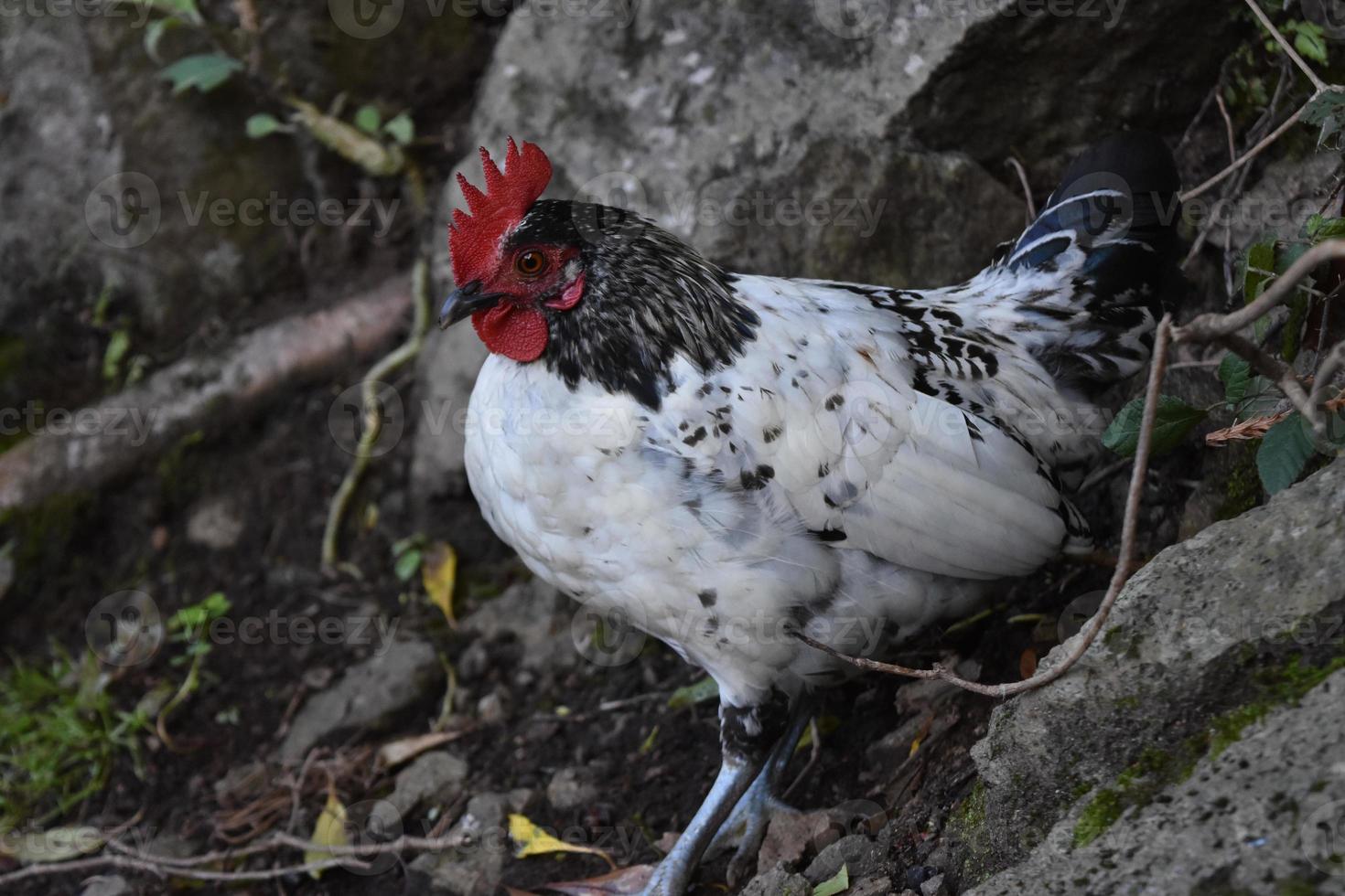 galinha de penas brancas e pretas ao ar livre foto