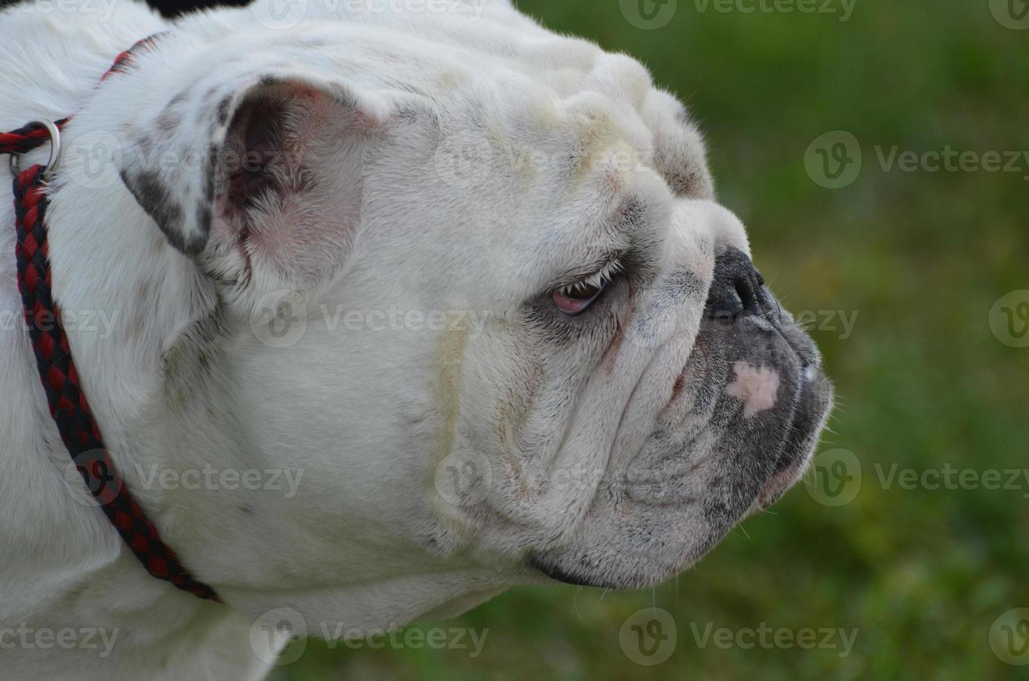 bulldog inglês de perto foto