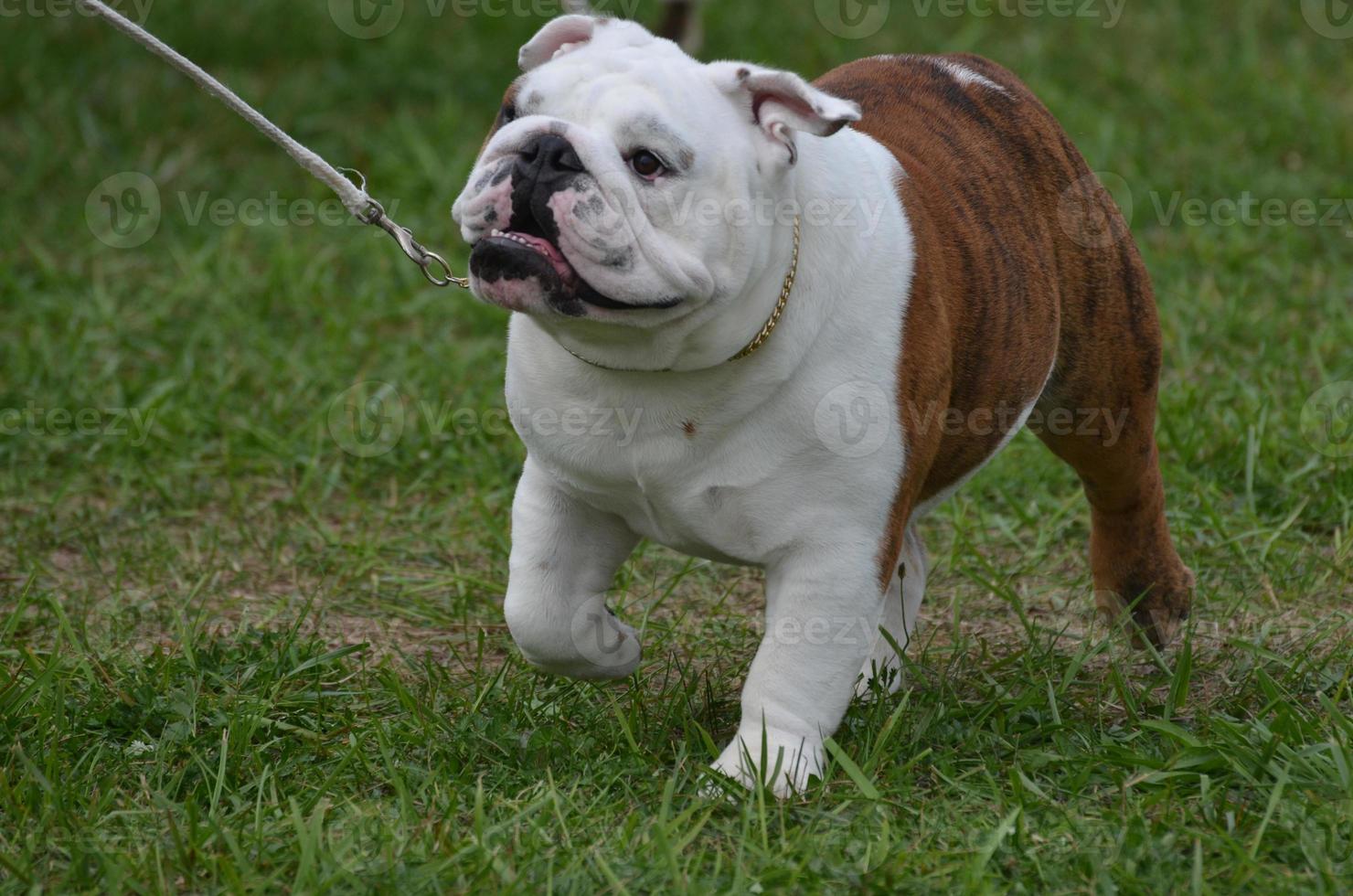 bulldog andando na coleira foto