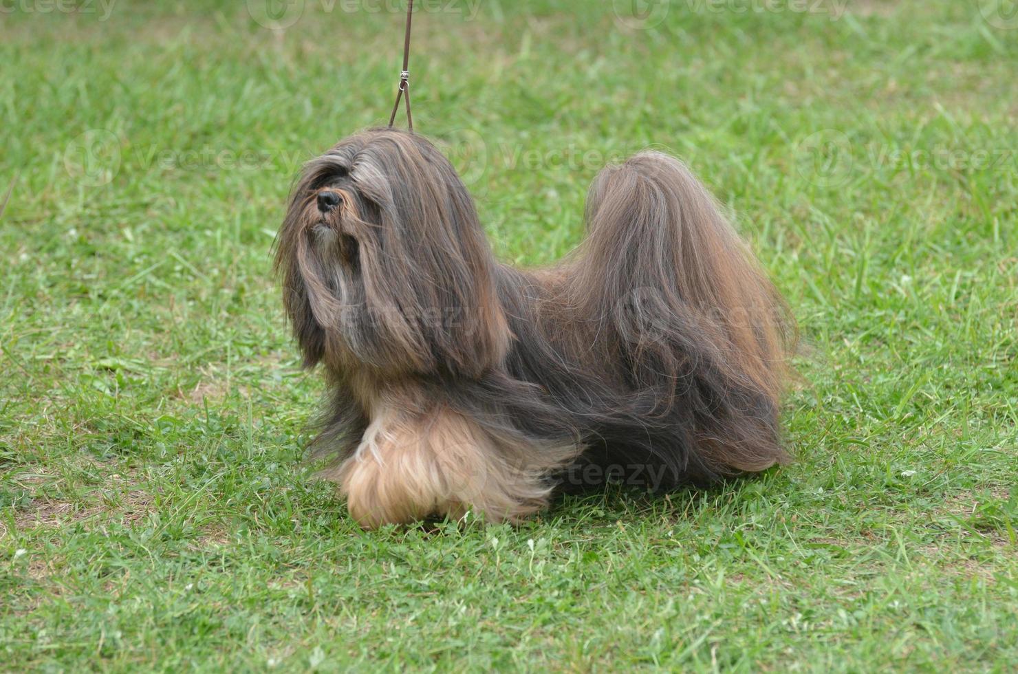 adorável cachorrinho havanês na coleira foto