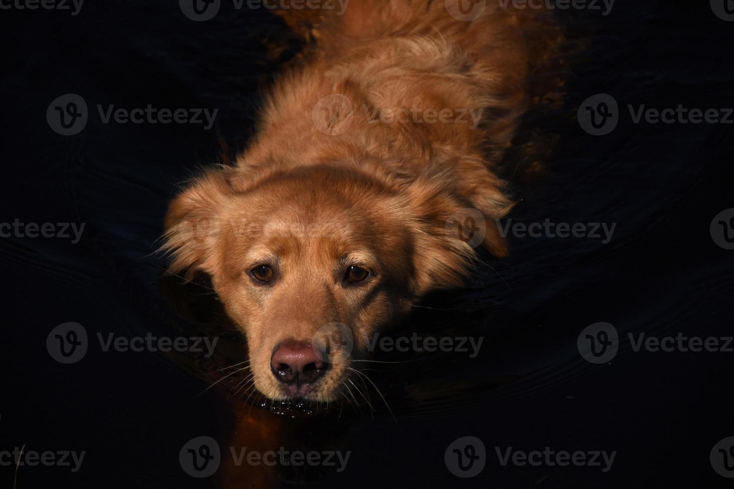 Nova Scotia Duck Retriever cão nadando em águas escuras foto