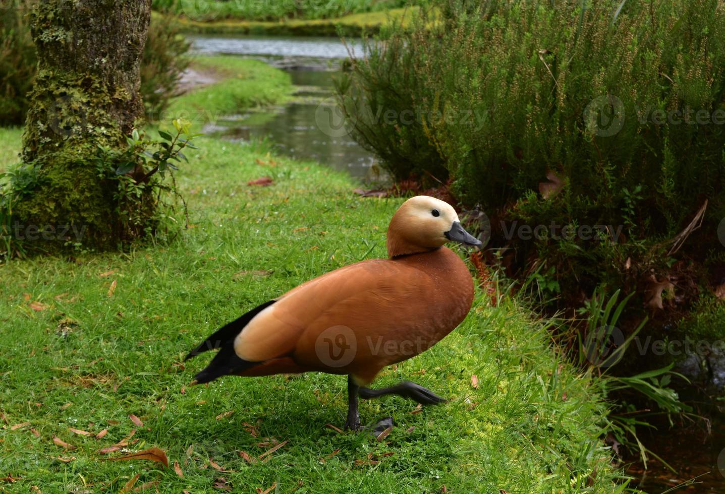 adorável pato marrom caminhando em direção ao lago foto