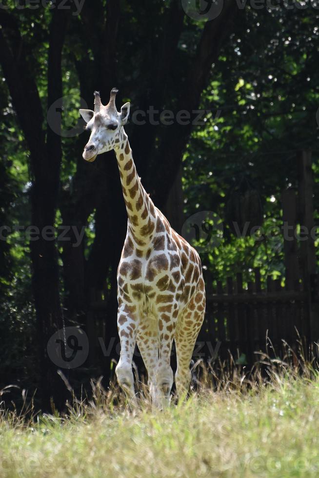 adorável vista panorâmica de uma girafa bebê na natureza foto