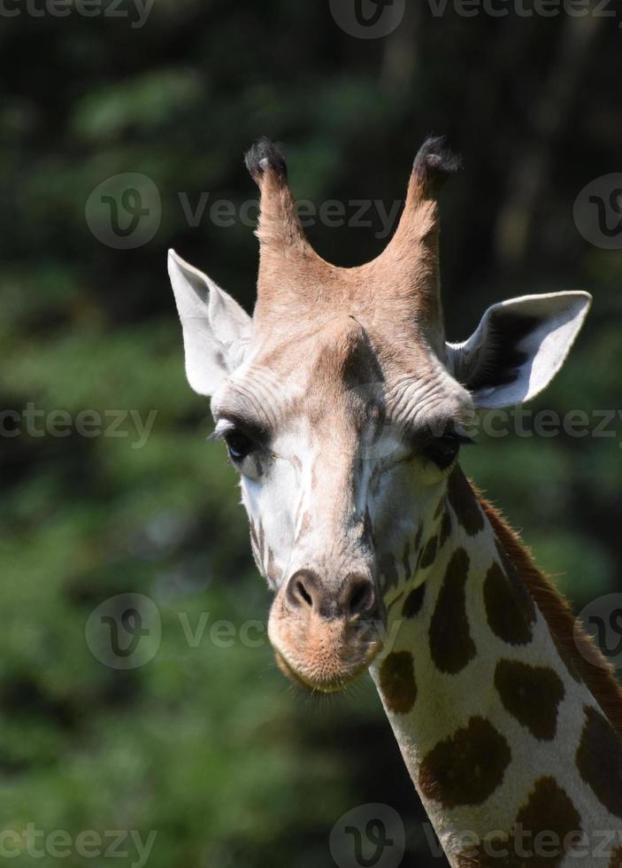 adorável girafa de rosto de perto na natureza foto