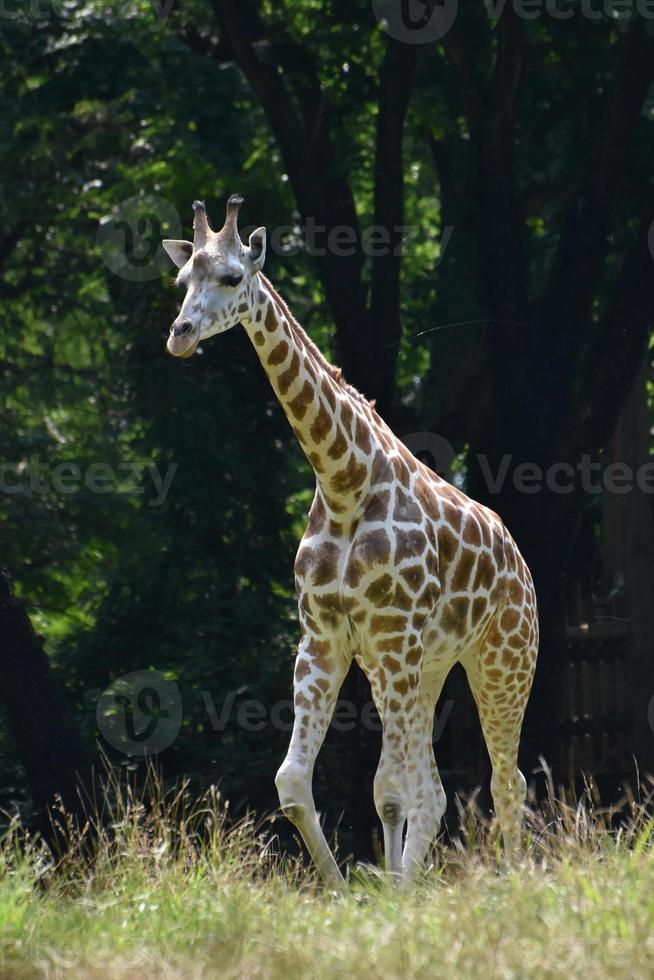 adorável bebê girafa que está quase crescida foto