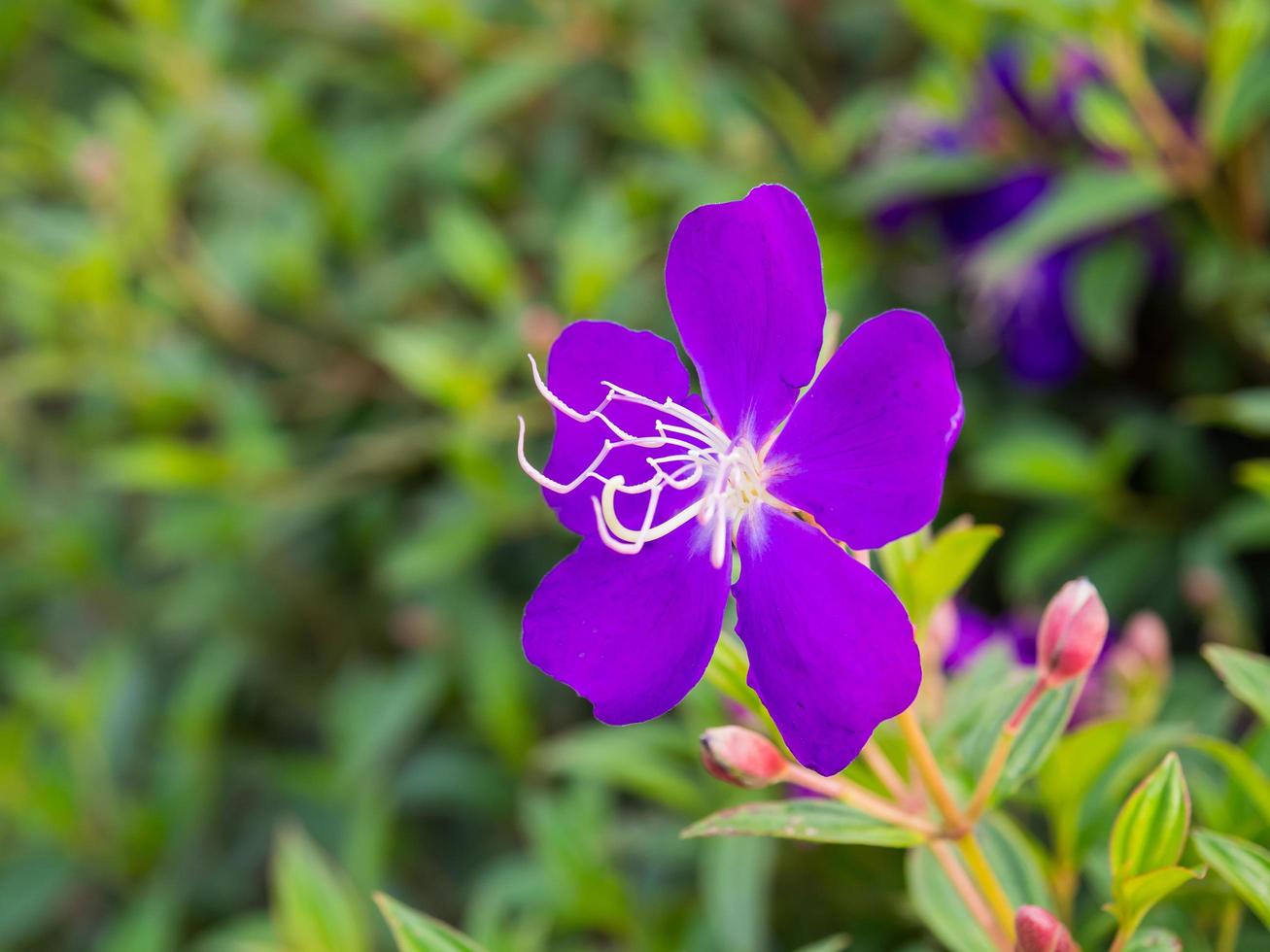 pequenas flores no jardim foto