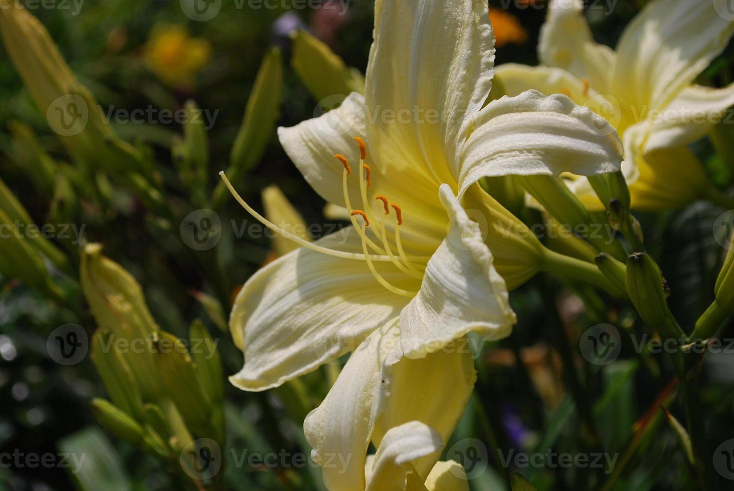 lírio amarelo pálido em um jardim de lírios 9629596 Foto de stock no  Vecteezy