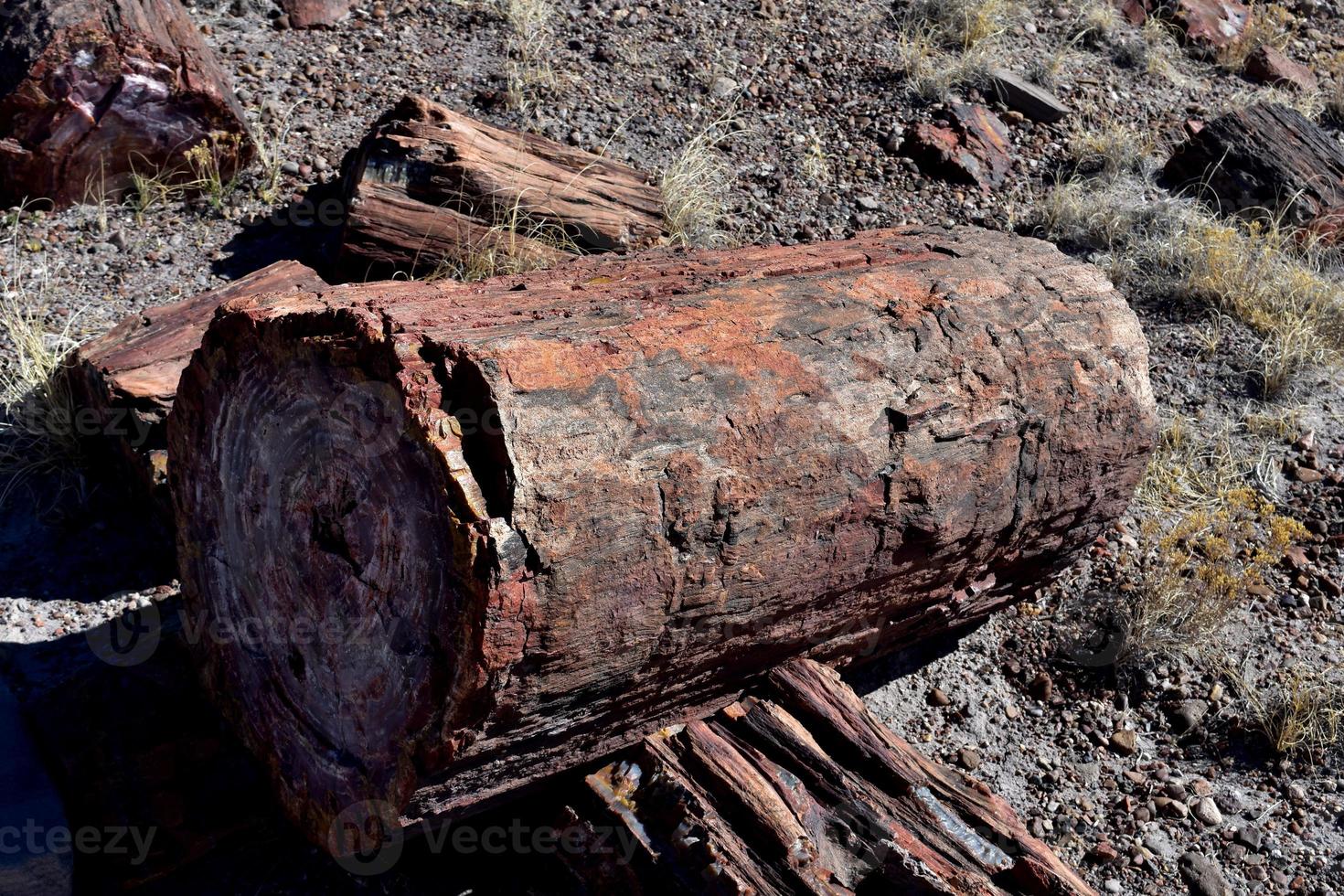 fantásticos troncos petrificados empilhados no deserto do arizona foto