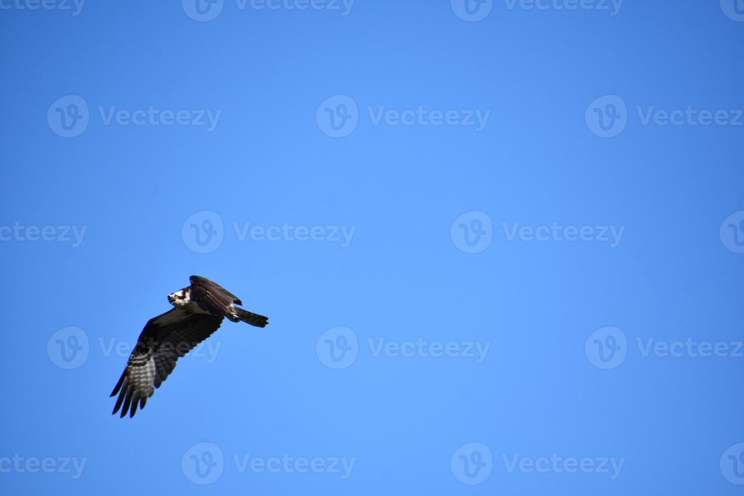 águia-pescadora com penas espalhadas em voo contra um céu azul foto