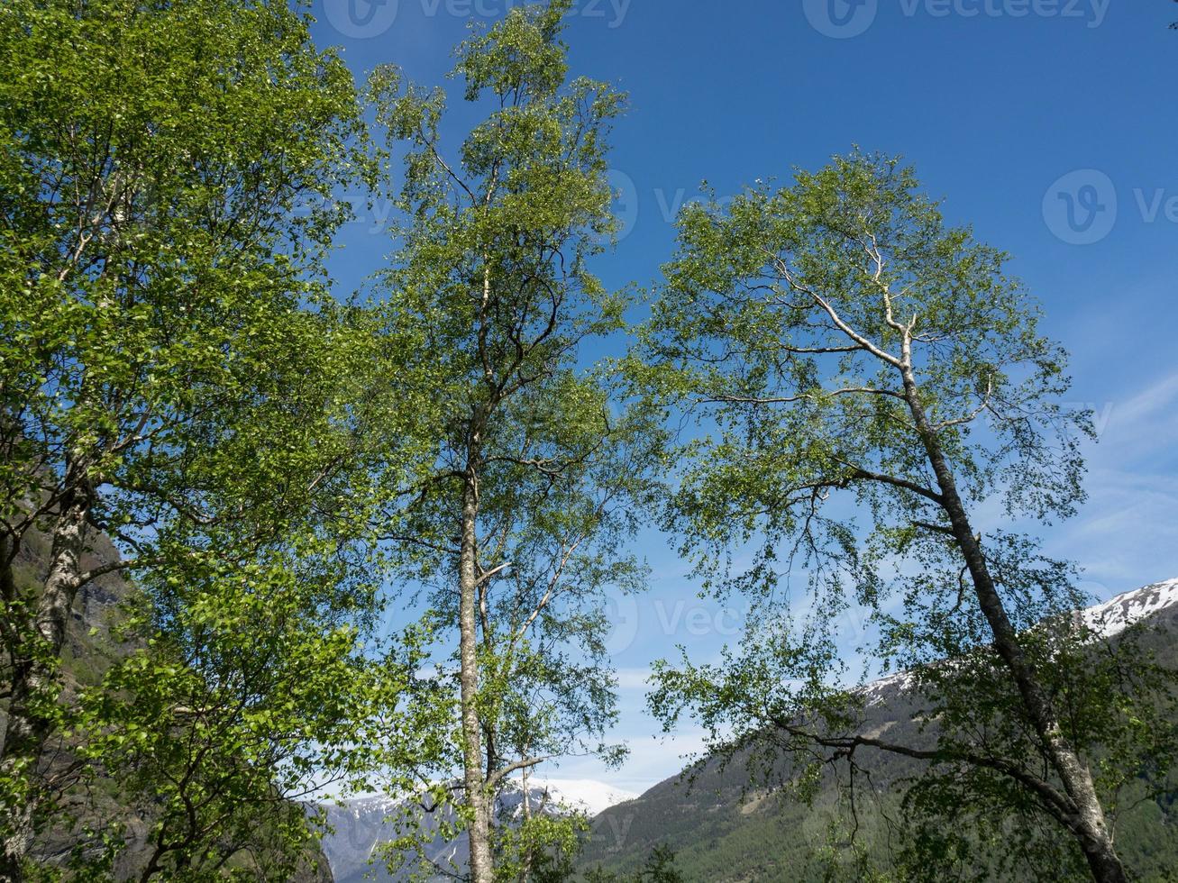 flam e o aurlandsfjord na noruega foto