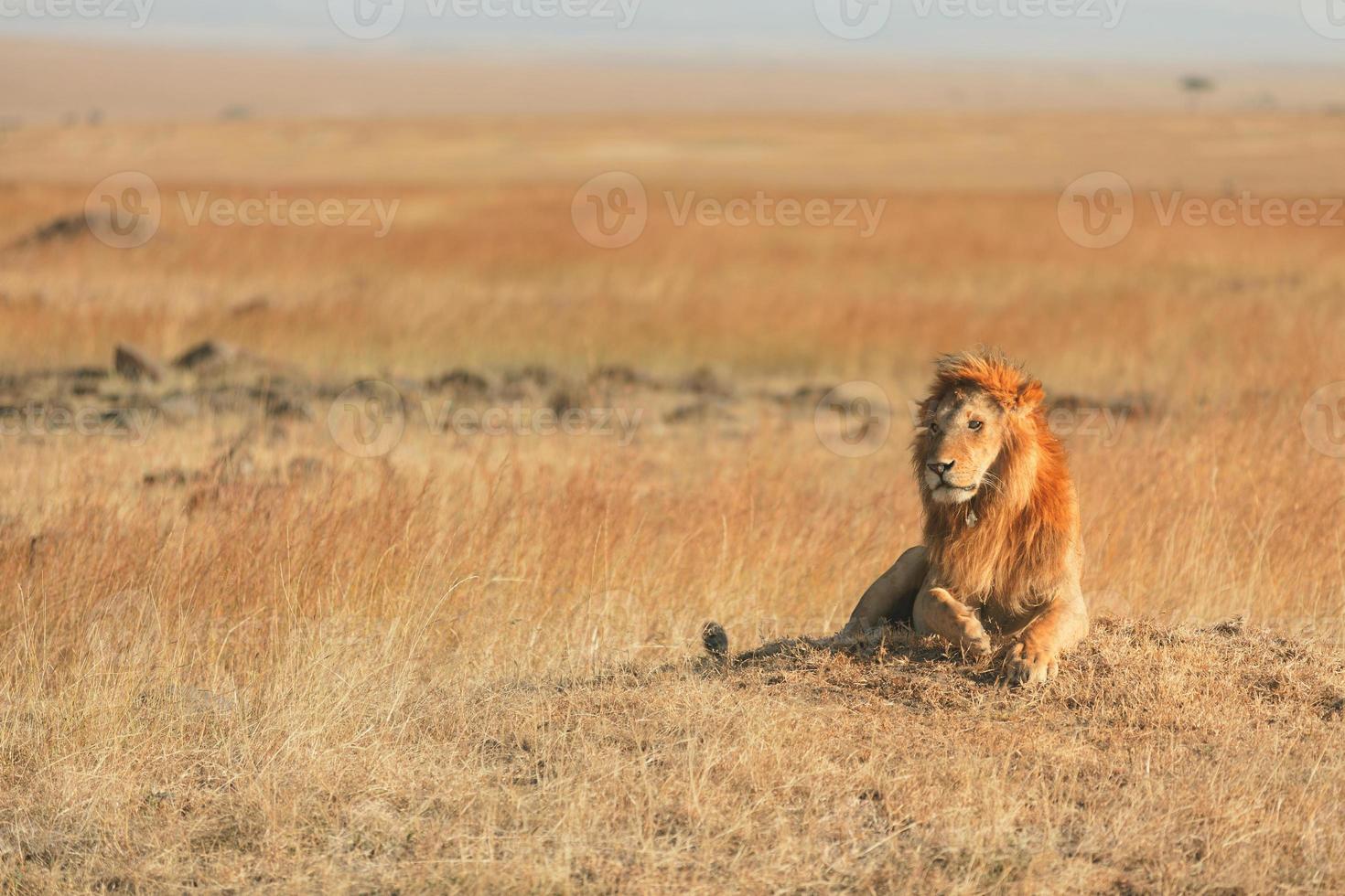 leão em masai mara foto
