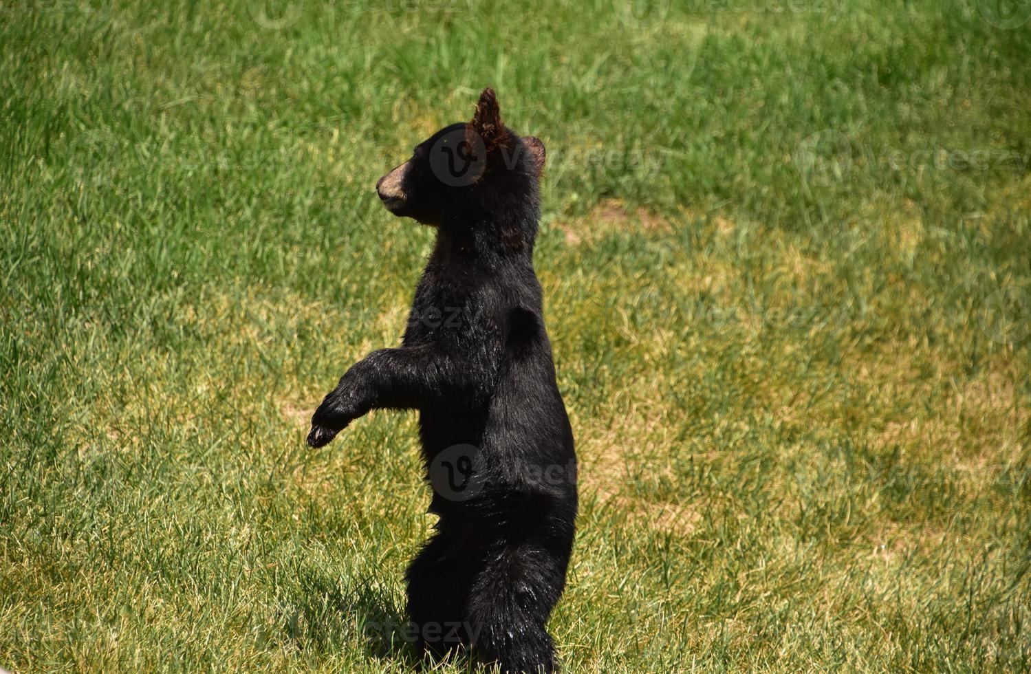 bebê urso preto em pé nas patas traseiras foto