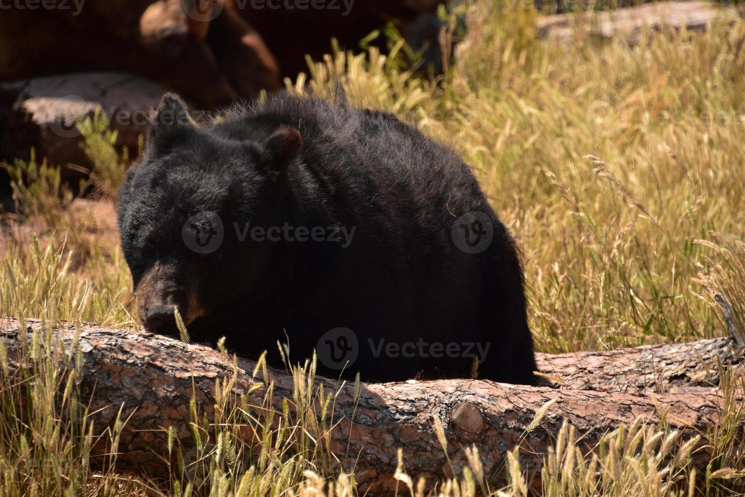 urso preto mastigando uma casca de árvore foto