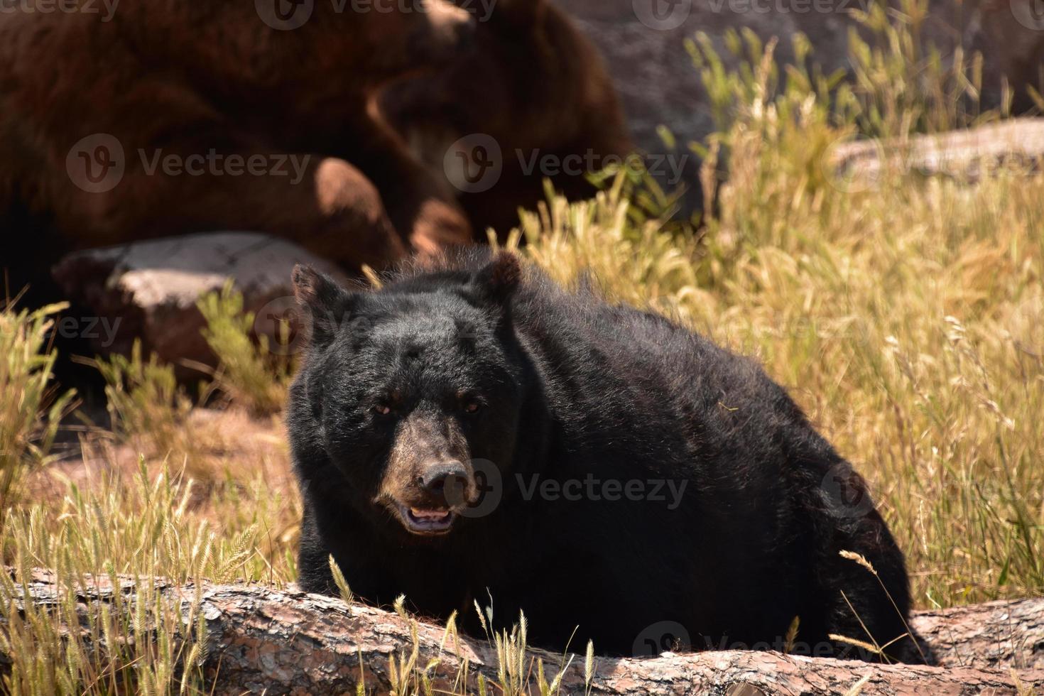 olhando para o rosto de um urso preto grisalho foto