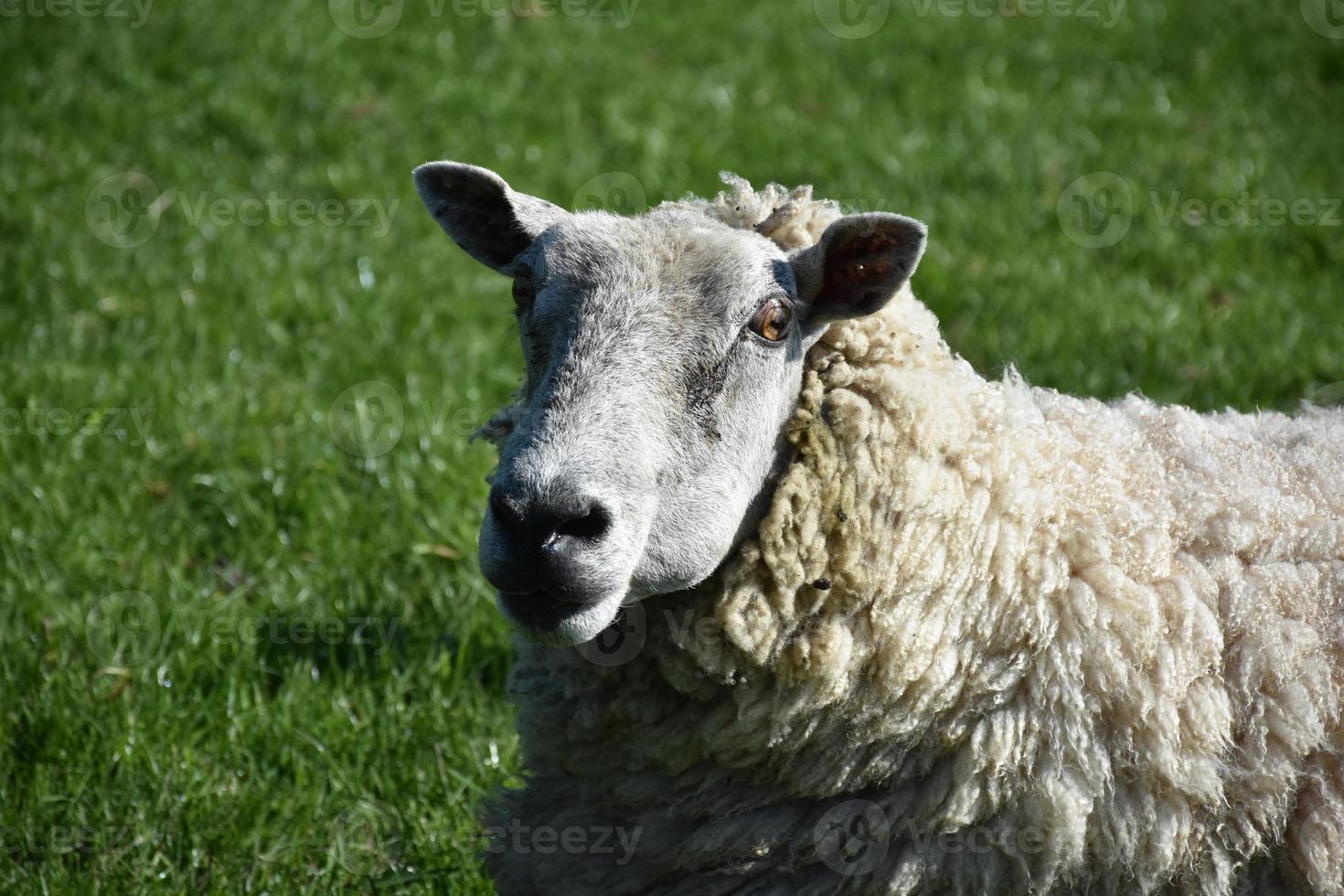 olhando para o rosto de uma ovelha lanosa foto