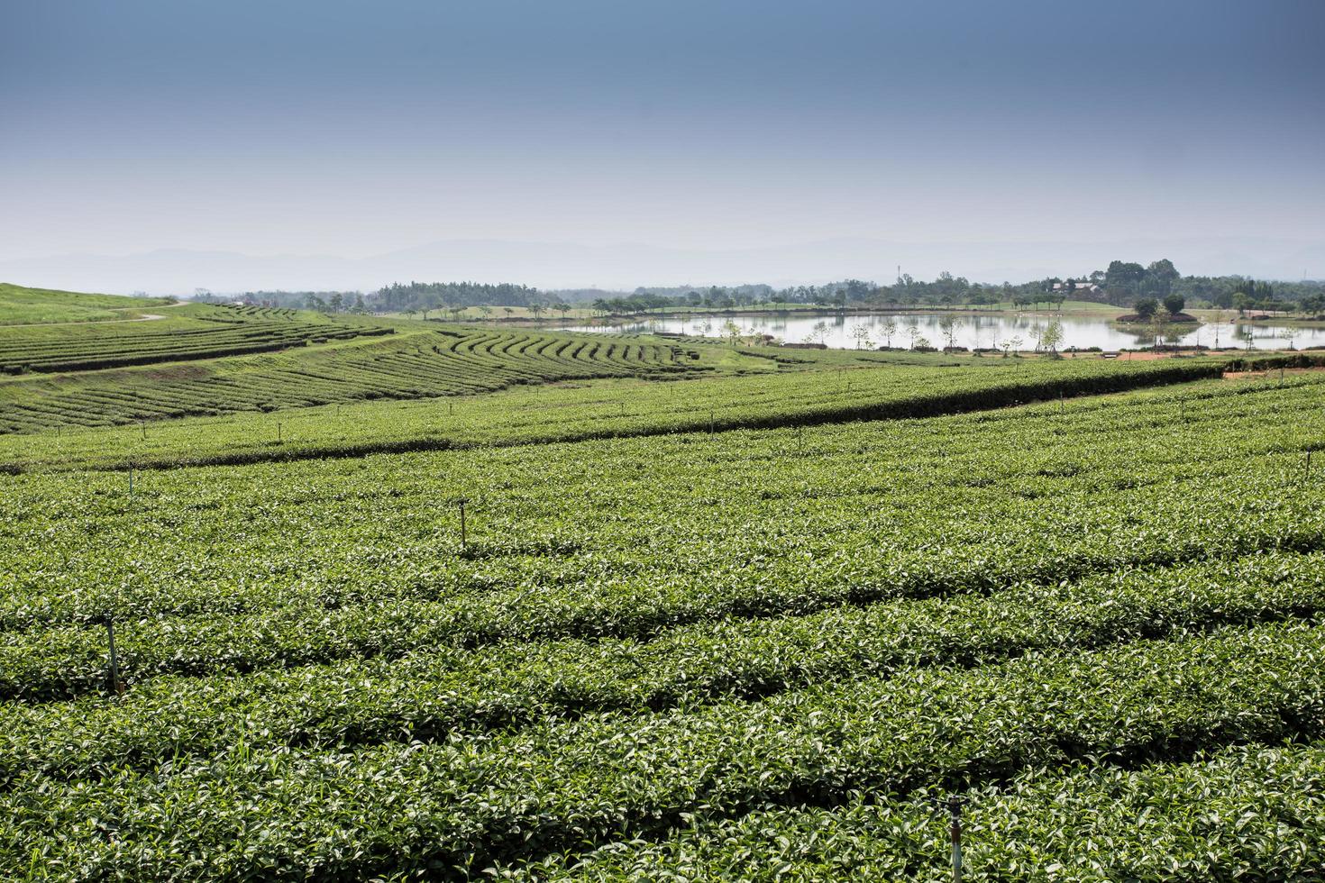 plantações de chá verde na montanha foto