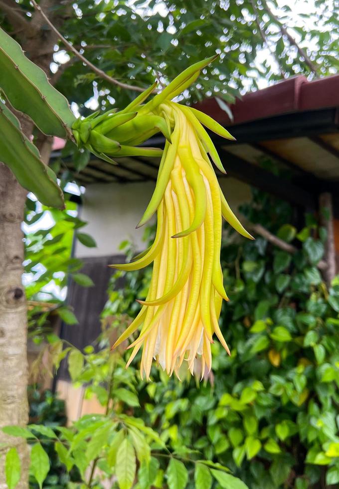 flor de fruta do dragão foto