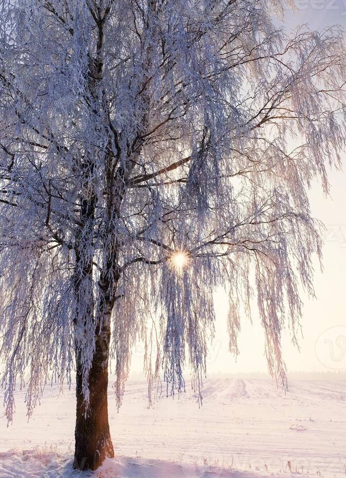 pôr do sol de neve de bétula foto