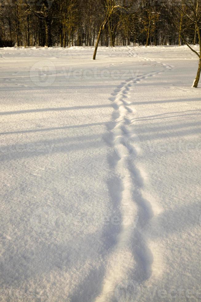 os vestígios da última pessoa deixada na neve foto