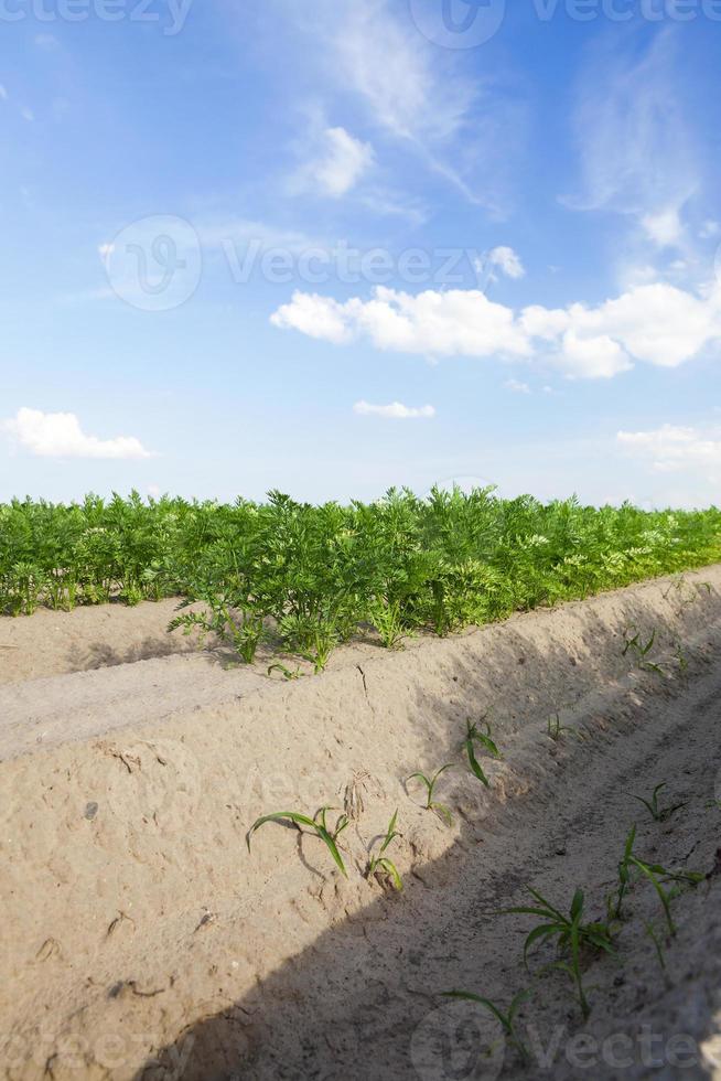 campo com cenoura foto