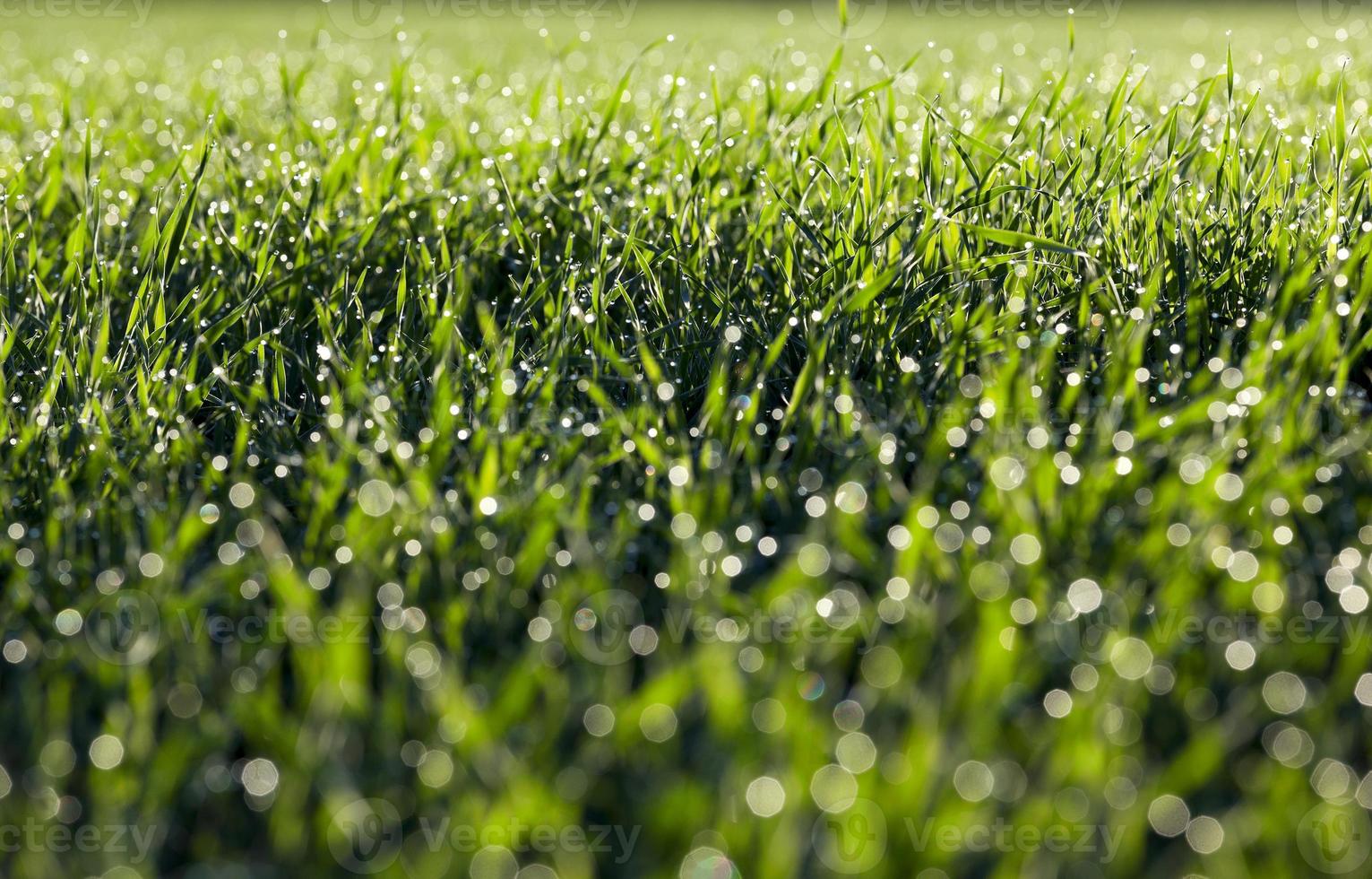 plantas de grama jovem, close-up foto