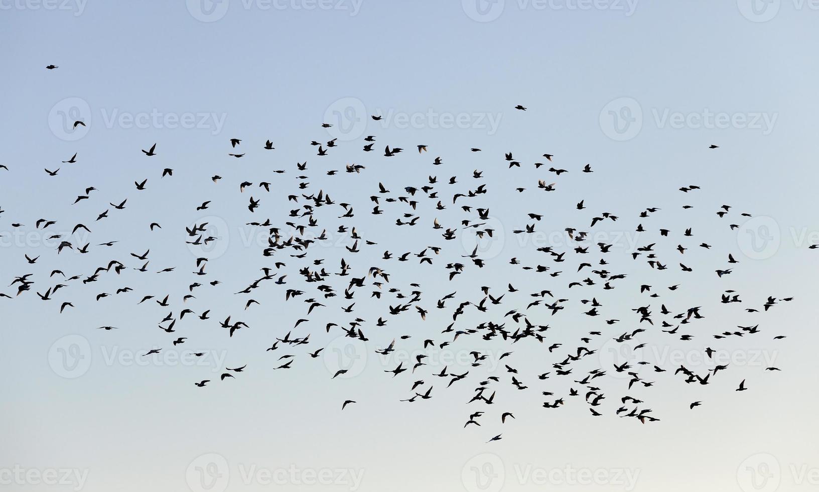 pássaros voando no céu foto