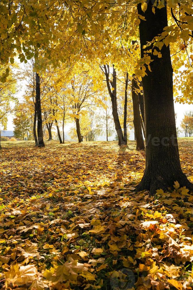 árvores de outono no parque foto