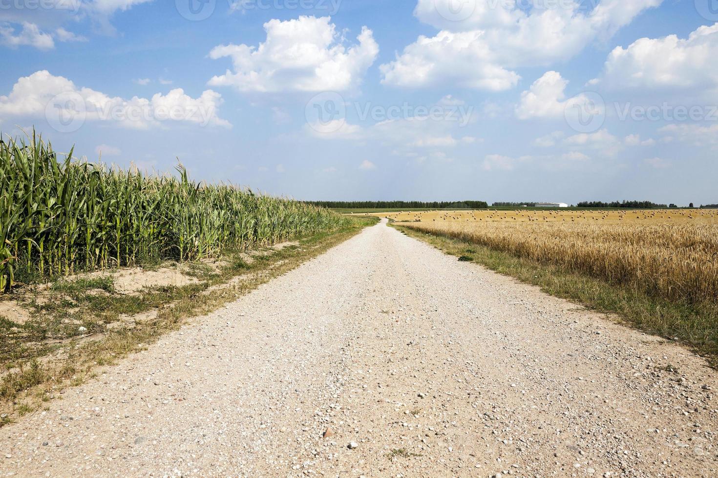 estrada em um campo foto