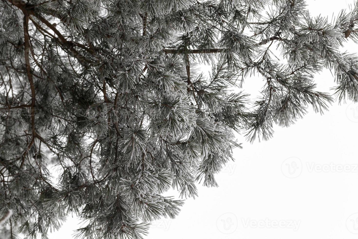 neve flutua no inverno foto