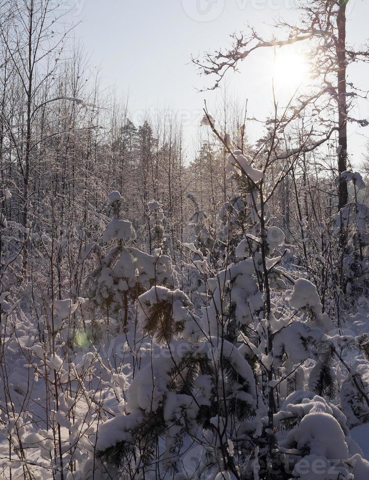 árvores no inverno foto