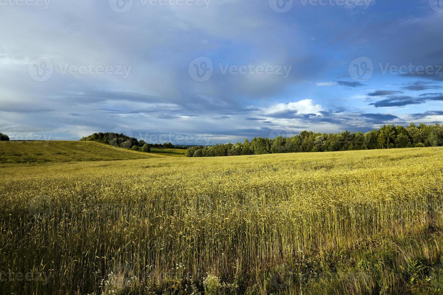 campo de trigo, tempestuoso foto
