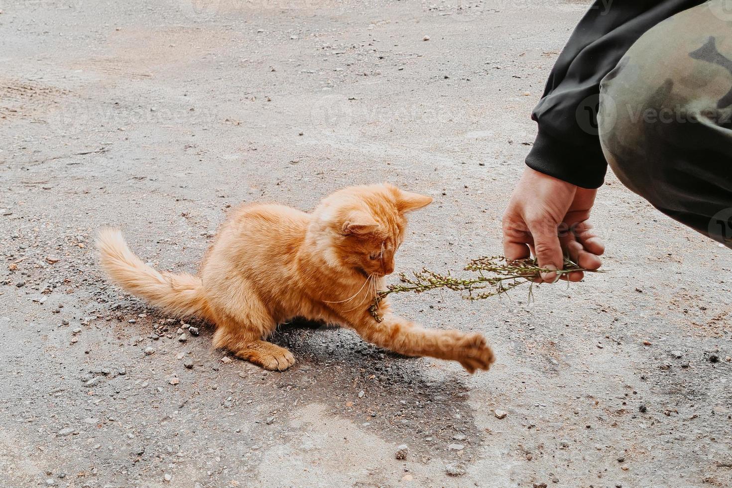 gatinho ruivo está brincando lá fora. conceito de amizade entre homem e gato. foto