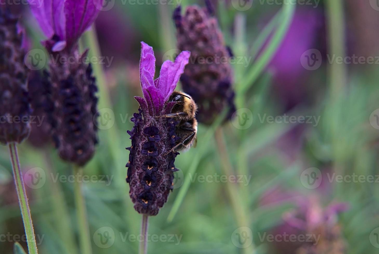 abelha em uma flor de lavanda foto