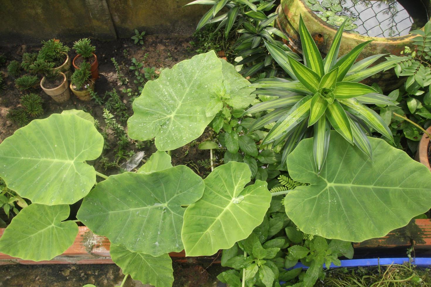 colocasia gigantea no meu jardim foto