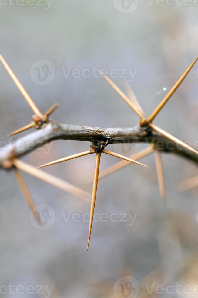espinhos afiados, close-up foto