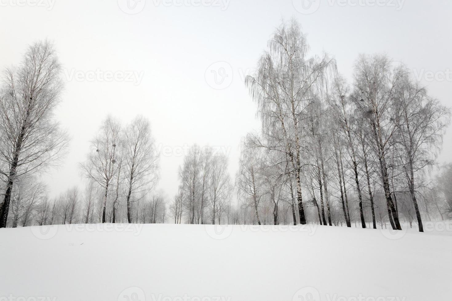 tempo de inverno, neve foto