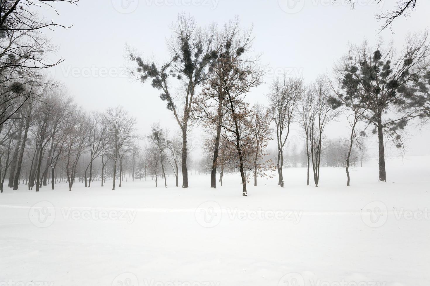 árvores no inverno foto