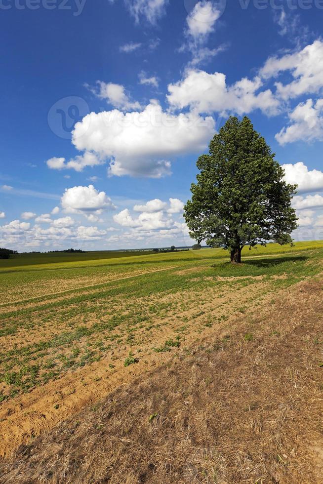 arado para terra de cultivo foto